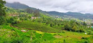 Beautiful view of a lush green tea plantation on a misty hillside with trees.
